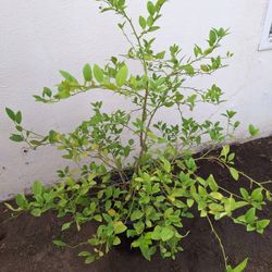árbol de naranja mexicano  Cáscara delgadita y grande mide 38in ya no tarda echar naranjas está listo para ser plantado.