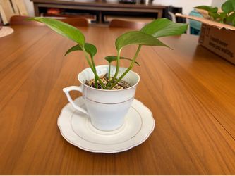 Pothos Decorative Teacup Centerpieces