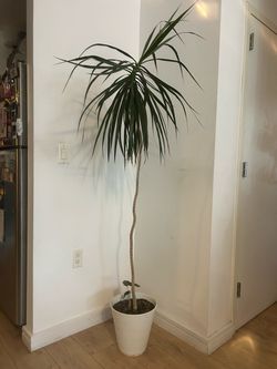 Dracaena Marginata live plant