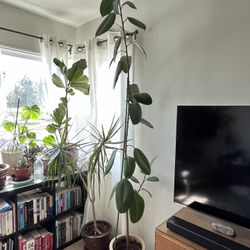 9ft Rubber Tree with Pot