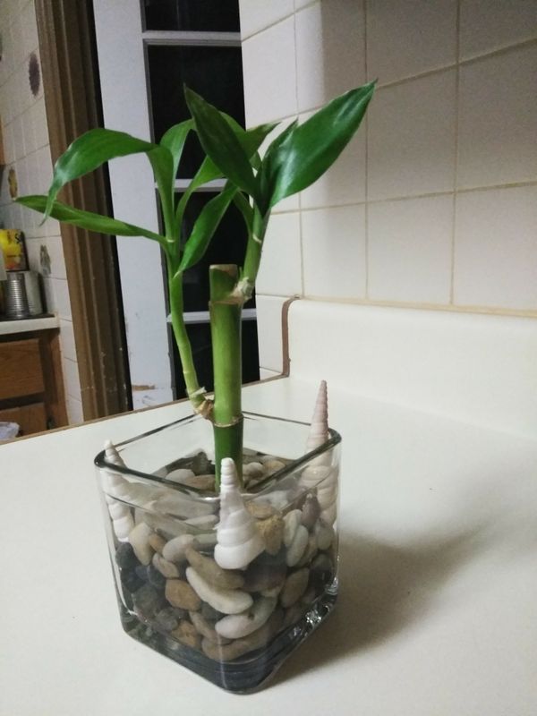 Real Bamboo plant for Sale in Phoenix, AZ OfferUp