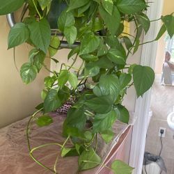 Plant For Home Short Sale