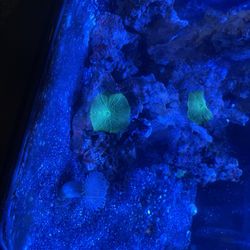 32 Gallon Bio Cube For Sale !!!