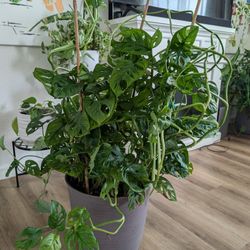 Swiss cheese Monstera Plant - 3ft