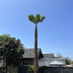 Palm/ Grass/ Cuts