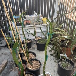 Dragon fruit plants-AX, Sugar Dragon, Lisa, Natural Mystic, Palora Yellow
