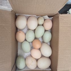 Duck And Chicken Eggs