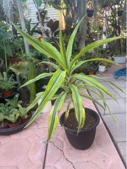Dracaena Fragrans Lemon Lime Corn Plant
