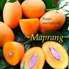 Maprang (Bouea macrophylla) Plant 