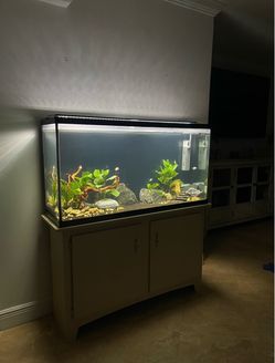 75 Gallon Fish Tank, Stand, and Supplies