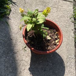 Corona De Cristo Flor Amarilla Grande 