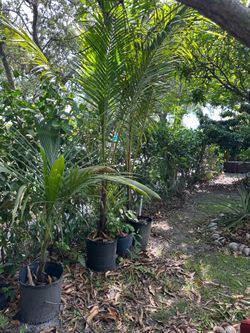 Coconut Palm up 20 feet tall, different sizes