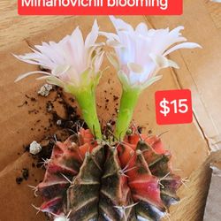 Cacti And Succulent Sale TODAY SUNDAY IN SAN LORENZO STARTS AT 1PM TODAY