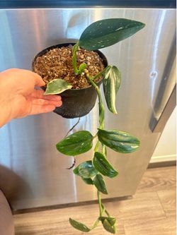 Variegated Monstera Standeleyana