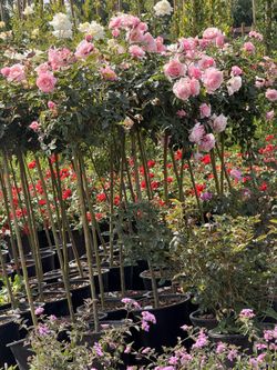 🌿 Privacy Trellises | Star Jasmine & Bougainvillea | Trees & Nursery Plants