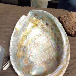 Abalone Shell