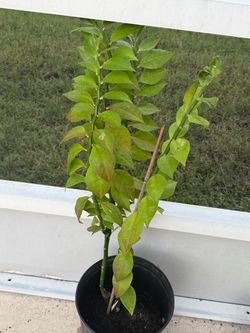 Devils backbone plant
