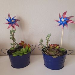 4th of July Succulent Arrangements - Set of 2