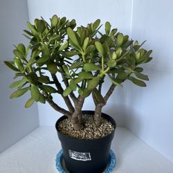 Large Jade Plant Live