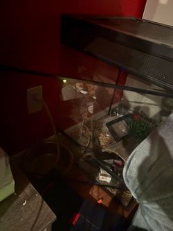 Crested gecko tank
