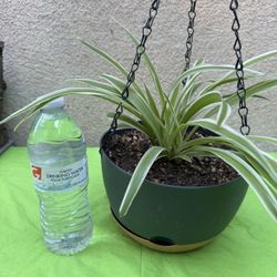 Hanging Spider Plant