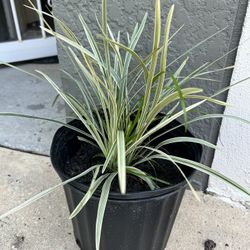 Spider Plant