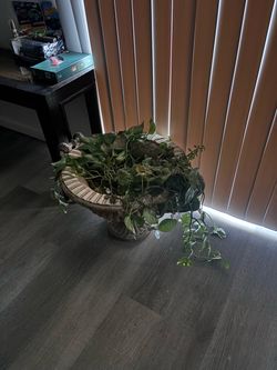 Plant