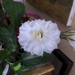 Echinopsis Easter Lilly Cactus Plant Is 3" Tall 3" Diameter In A4" Pot The Pot It Is Not Included The Last Picture Is Of The Mother Plant