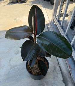 Rubber Plant