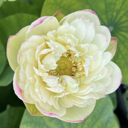 Lotus Plant 