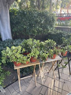 Over 50 Plants For Sale! 🪴🪴🪴