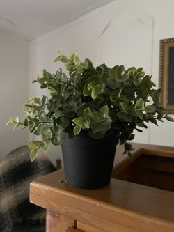 House Plant 