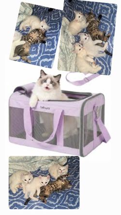 Kitten travel bag   Kitten tree