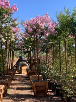 Crepe Myrtle tree 24”box