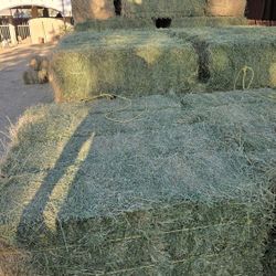 Alfalfa   