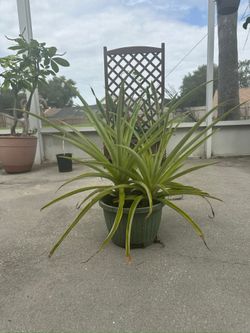 Pineapple plant Twins 18” tall