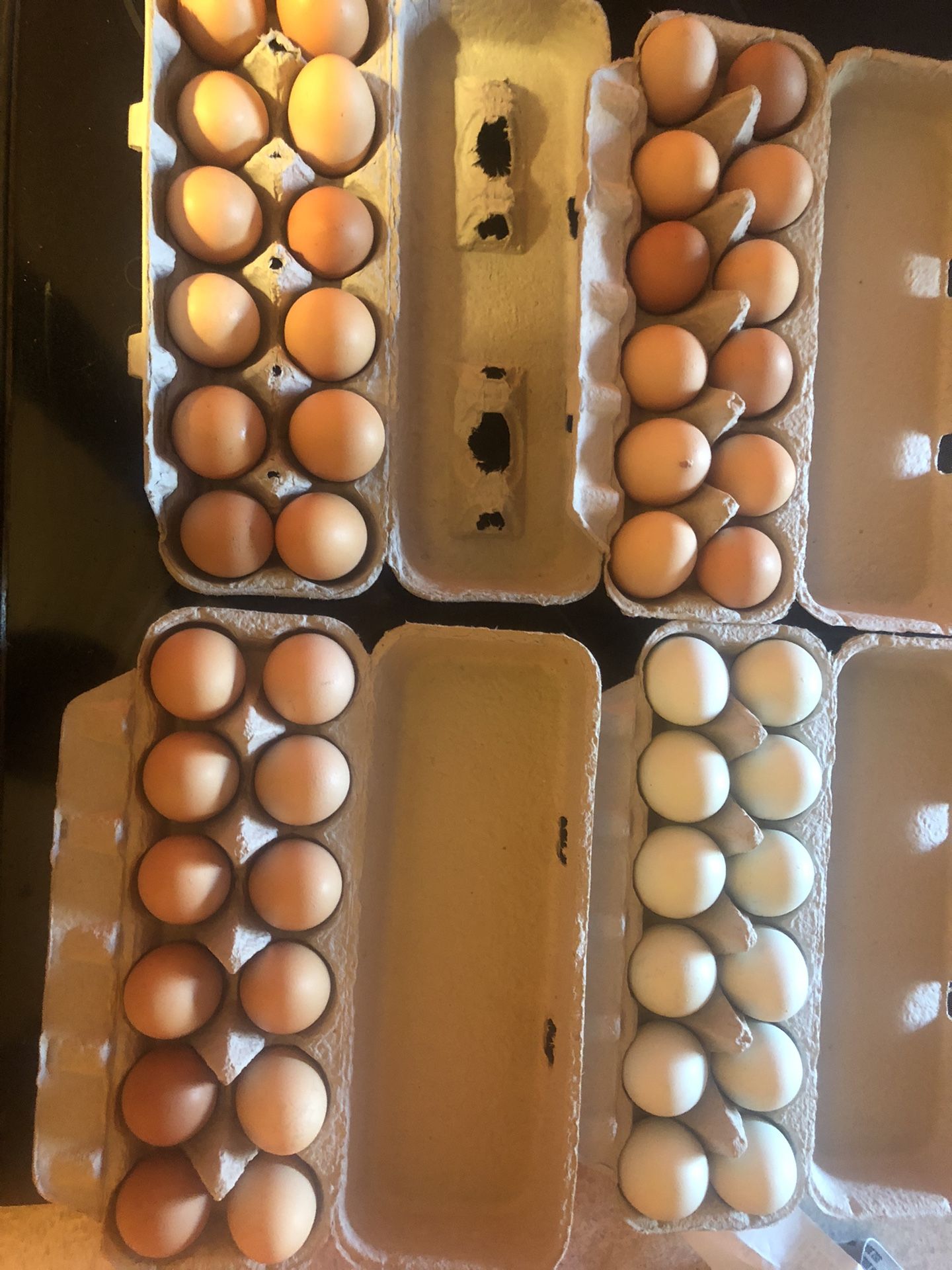 Fresh Eggs
