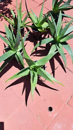 Aloe Plans