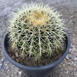 Golden Barrel Cactus