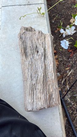 Petrified wood