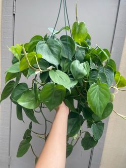 Philodendron Cordatum Heart Leaf Trailing House Plant 6” Hanging Pot
