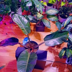 Huge Philodendron 💚🌿🌱🪴