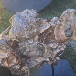 Extremely Rare And Unique Fossil Oyster Bed