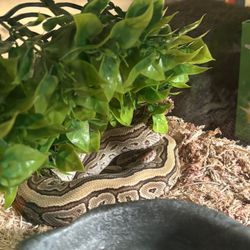 Ball Python, Tank & Accessories 