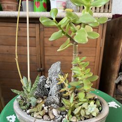 Jade Plant Arrangement In A Small Oval Ceramic Pot 