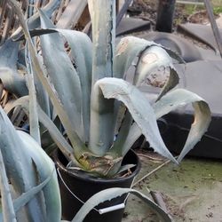Agave Americana Century Plants 3 to 4 Feet Each
