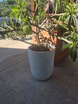 Pot and plumeria
