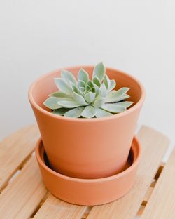 Assorted Succulent Cacti
