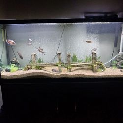 Fish Tank 55 Gallon with Stand
