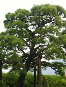 Japanese Black Pine Tree